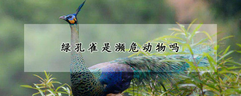 绿孔雀是濒危动物吗