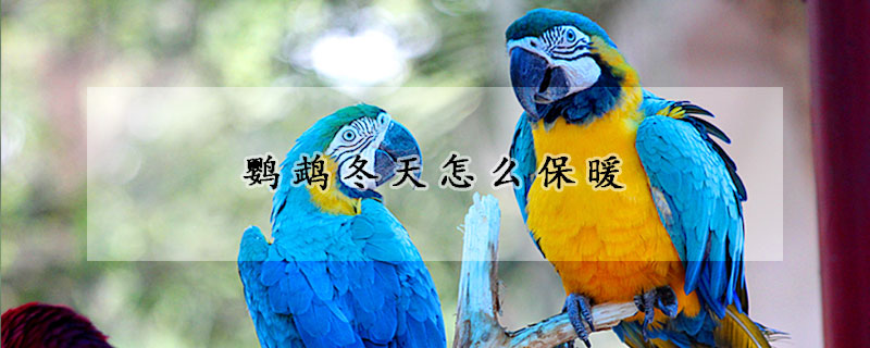 鹦鹉冬天怎么保暖