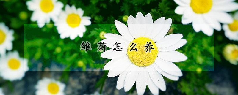 雏菊怎么养