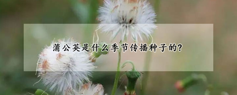 蒲公英是什么季节传播种子的?