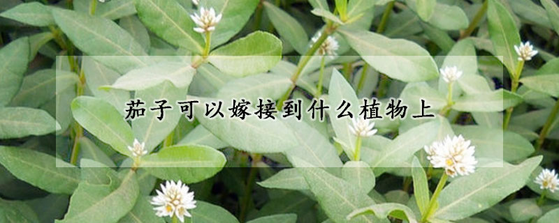 茄子可以嫁接到什么植物上