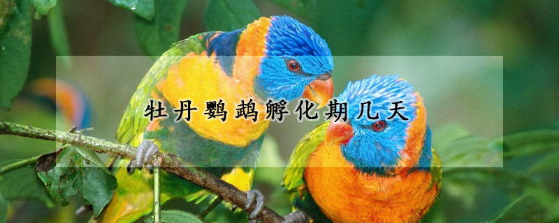 牡丹鹦鹉孵化期几天