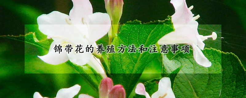 锦带花的养殖方法和注意事项