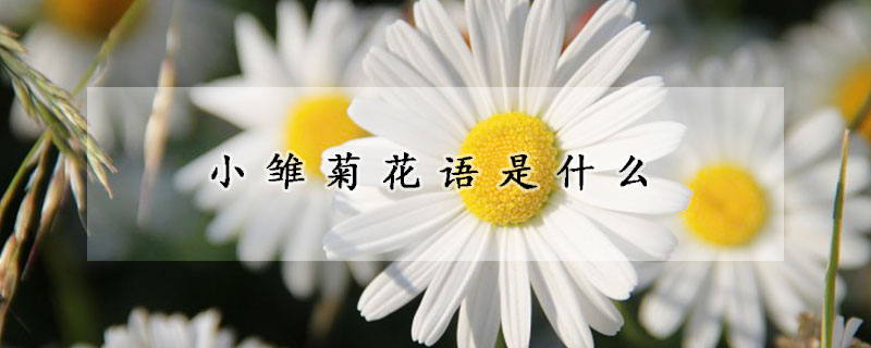 小雏菊花语是什么