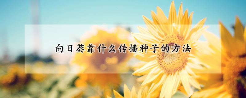 向日葵靠什么传播种子的方法