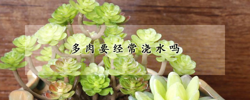多肉要经常浇水吗