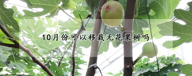 10月份可以移栽无花果树吗