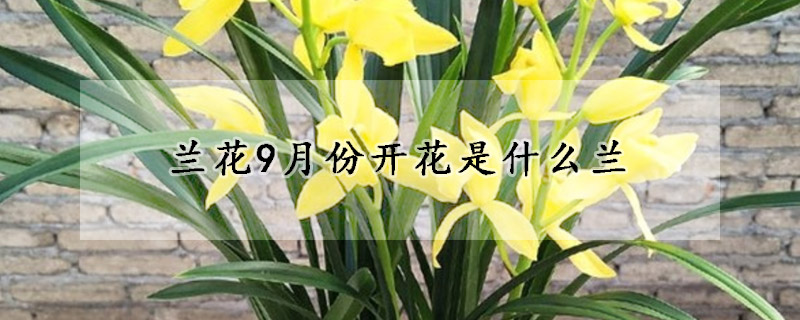 兰花9月份开花是什么兰