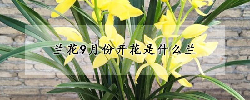 兰花9月份开花是什么兰