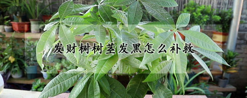 发财树树茎发黑怎么补救