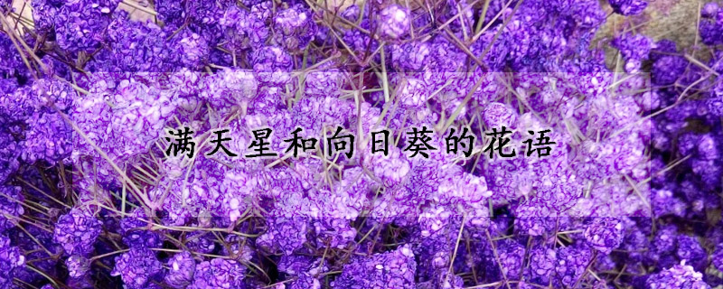 满天星和向日葵的花语