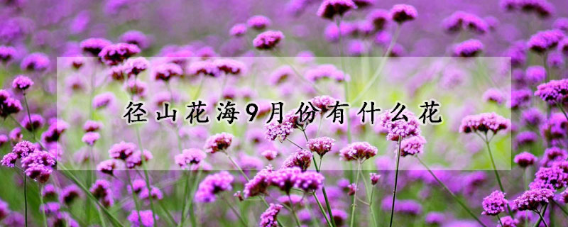 径山花海9月份有什么花