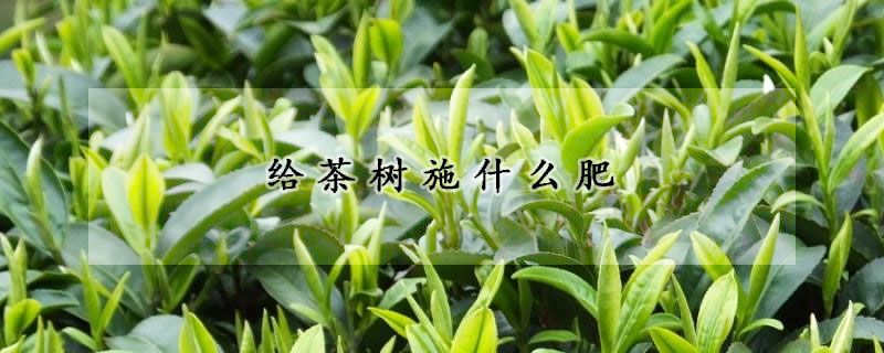 给茶树施什么肥