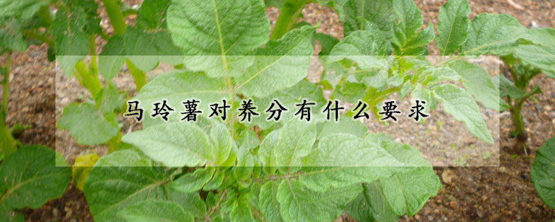 马玲薯对养分有什么要求