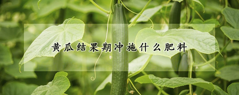 黄瓜结果期冲施什么肥料