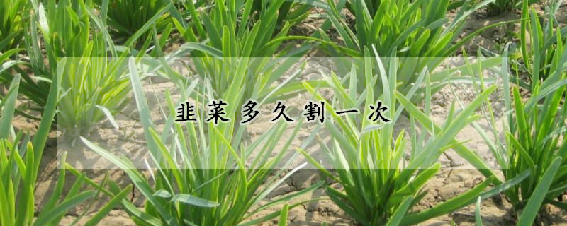 韭菜多久割一次