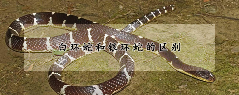 白环蛇和银环蛇的区别