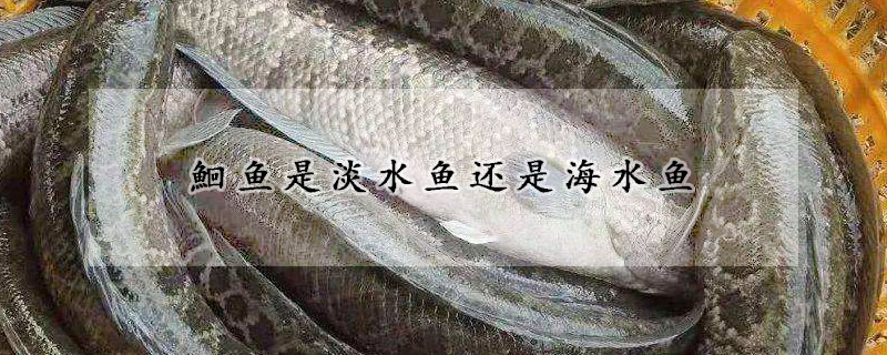 鮰鱼是淡水鱼还是海水鱼