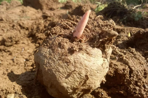 魔芋的种植方法和管理技术