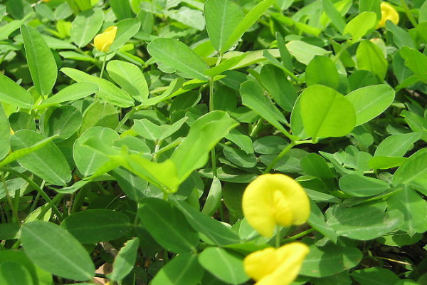 花生高产种植新技术