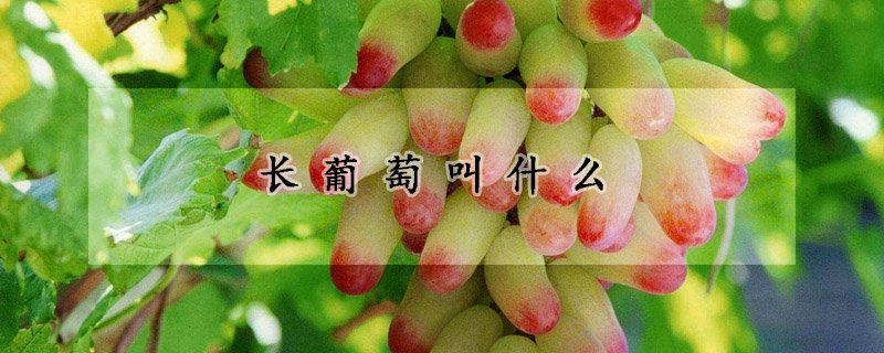 长葡萄叫什么