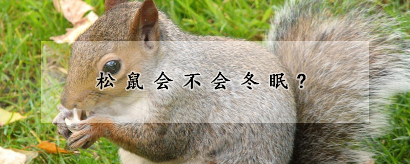 松鼠会不会冬眠?
