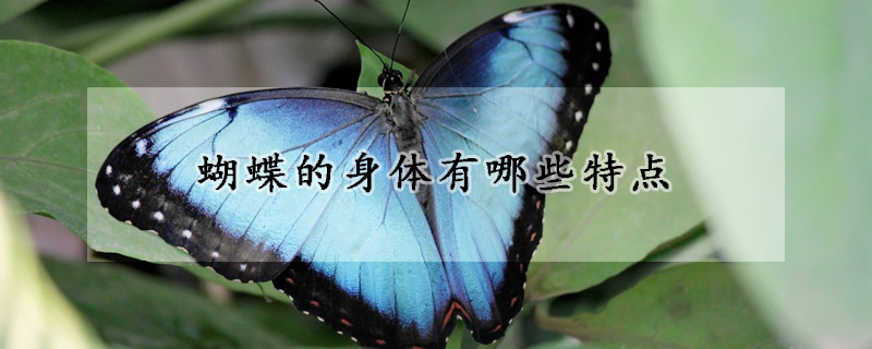 蝴蝶的身体有哪些特点