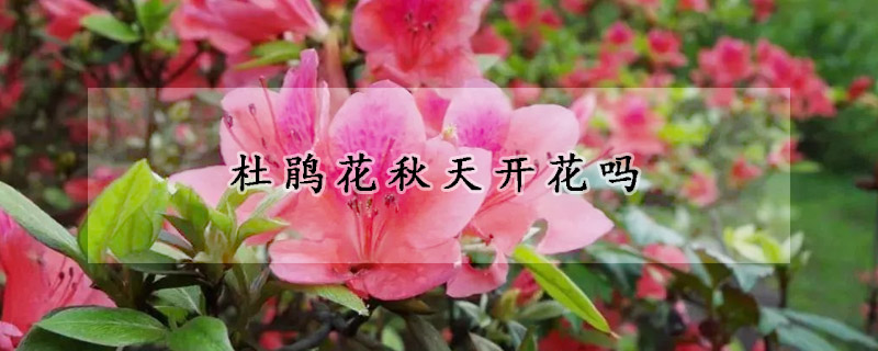 杜鹃花秋天开花吗