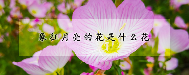 象征月亮的花是什么花