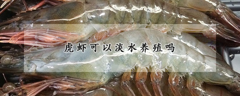 虎虾可以淡水养殖吗