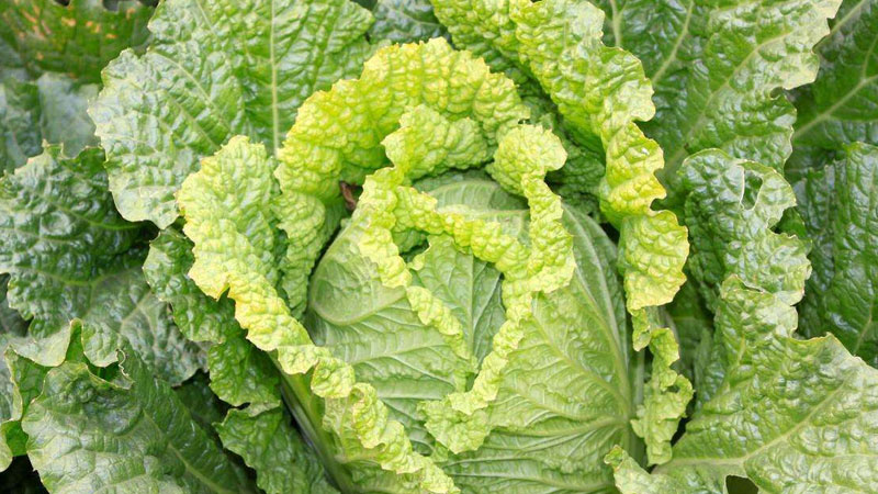 大白菜怎么种植方法
