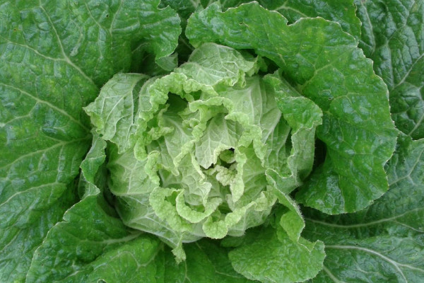大白菜怎么种植方法