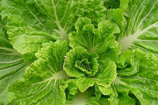 大白菜怎么种植方法