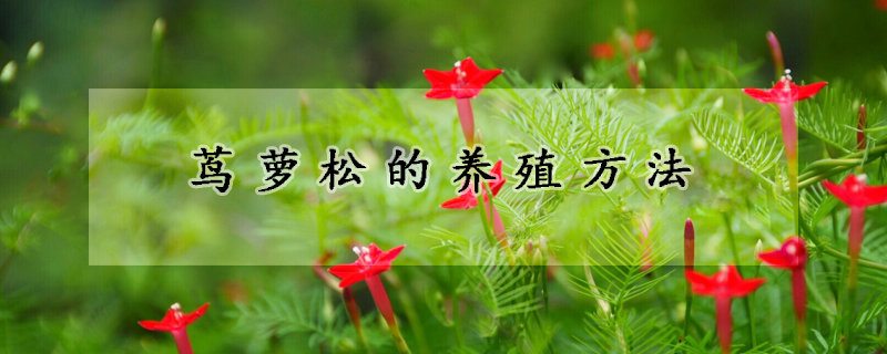 茑萝松的养殖方法
