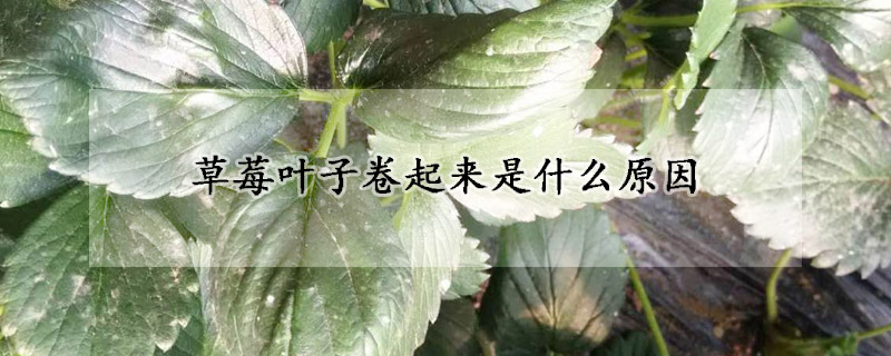 草莓叶子卷起来是什么原因