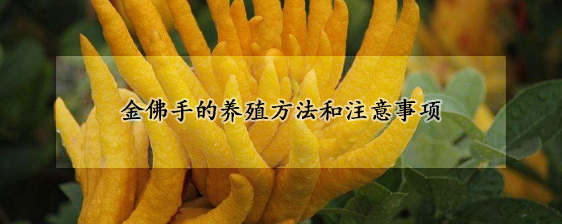 金佛手的养殖方法和注意事项