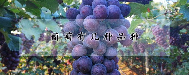 葡萄有几种品种