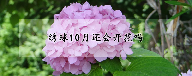 绣球10月还会开花吗