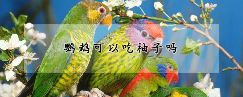 鹦鹉可以吃柚子吗