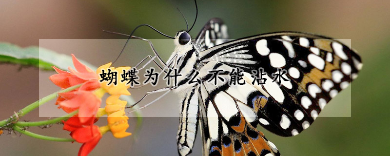 蝴蝶为什么不能沾水