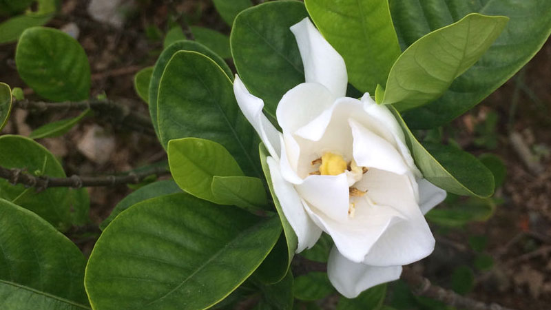 茉莉花的养殖方法和注意事项 盆栽