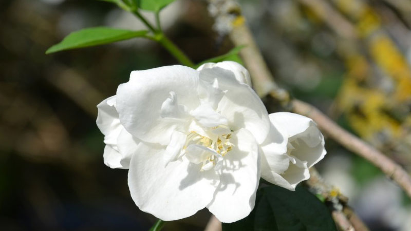 苿利花开花后怎么修剪