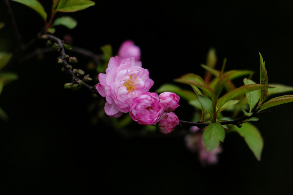 剪花枝时怎么做效果会更好