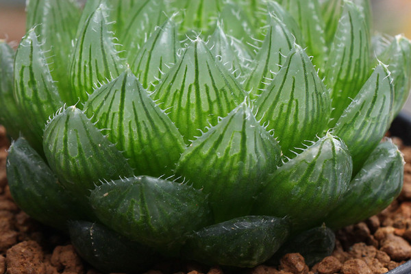 怎么养多肉植物 新手 注意事项