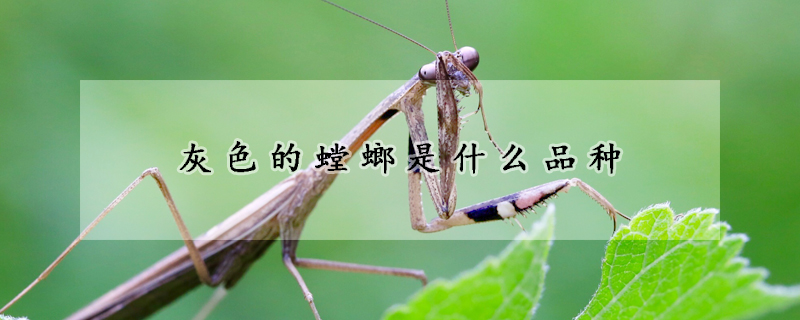 灰色的螳螂是什么品种