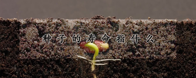 种子的寿命指什么