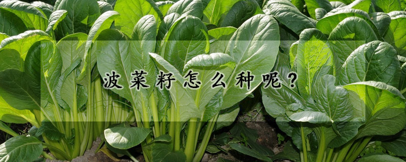 波菜籽怎么种呢?