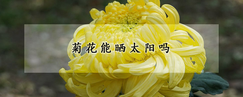 菊花能晒太阳吗