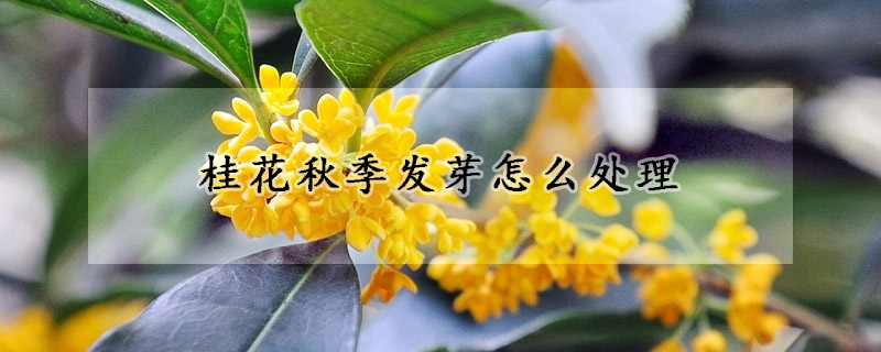 桂花秋季发芽怎么处理