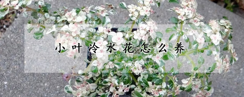 小叶冷水花怎么养